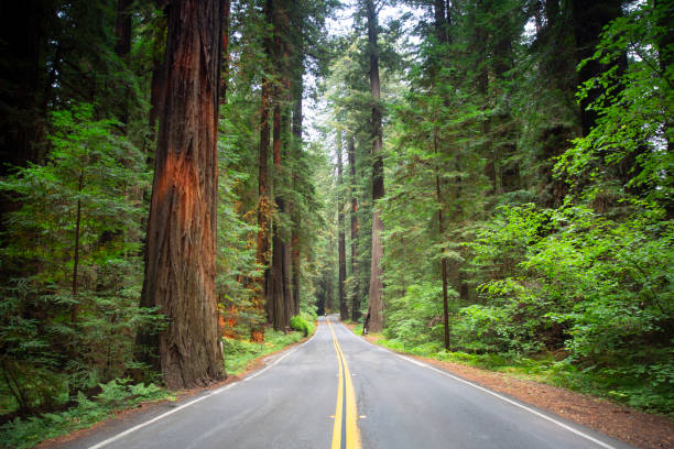 istock Redwood  national park, CA 2167927986