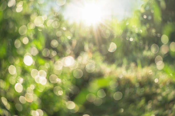 The image is a blurry, green field with a bright sun shining through the trees. The sun's rays create a beautiful, glowing effect on the grass and leaves