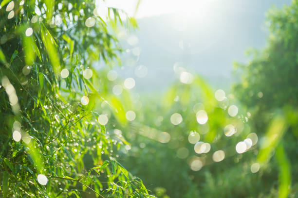 lush green forest with a bright sun shining through the trees. The sun's rays create a beautiful, serene atmosphere