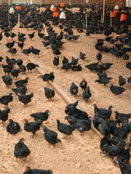 istock A farmer's small business, a chicken farm 2167929015