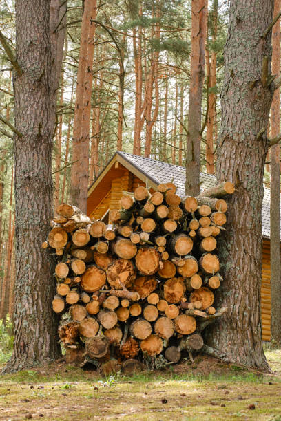 Pile of cut pine tree trunks. Stack of lumber. A large pile of firewood  between pine trees. Rustic weathered wood logs in a  forest. Selective focus