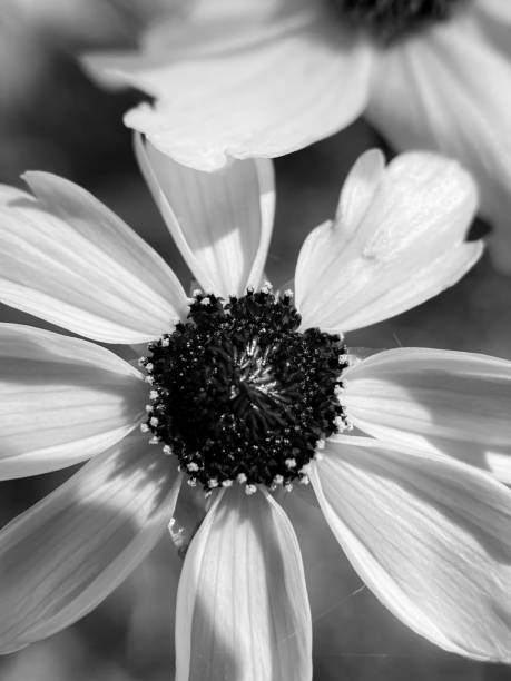 istock Black and white flowers 2167932638