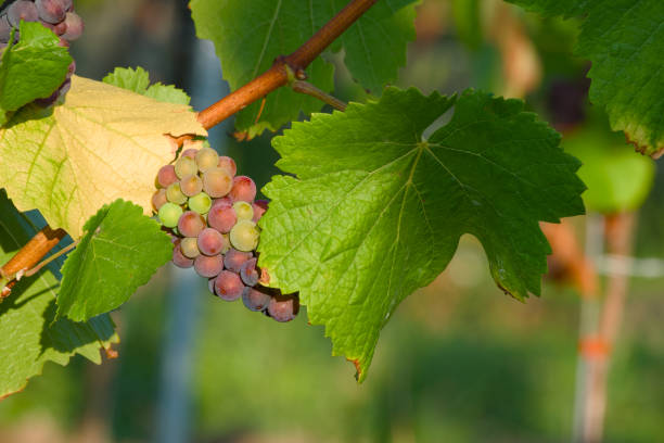 istock ripening bunch of grapes 2167933436