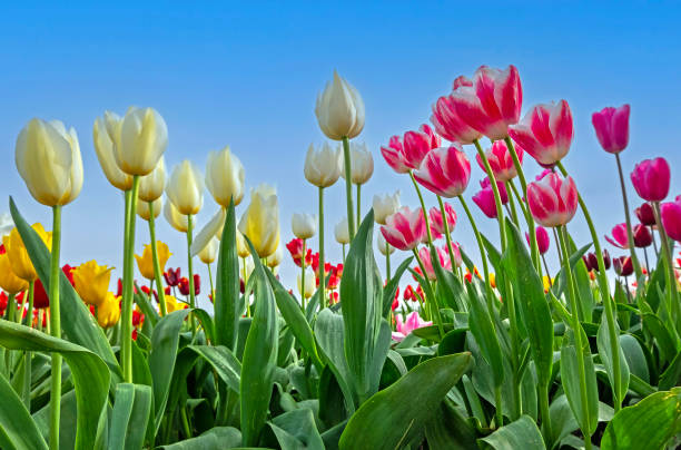 istock Blossoming multi colored tulips in the fields in the Netherlands in spring 2167933908