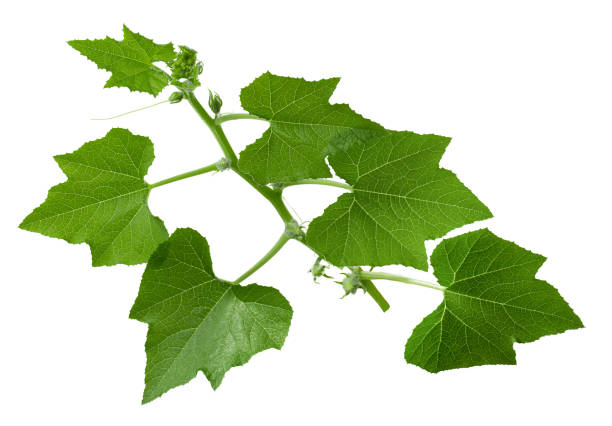 istock Melon leaves isolated on a white background 2167934986