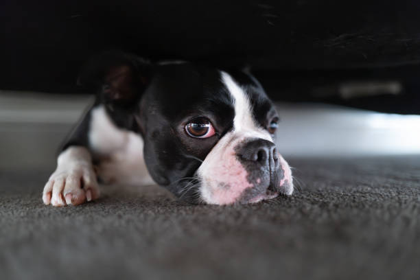 istock Cute black and white Boston Terrier dog hiding underneath a sofa with her head flat on the carpet and a white paw to the front.  Her big eye is looking at the camera. 2167935201