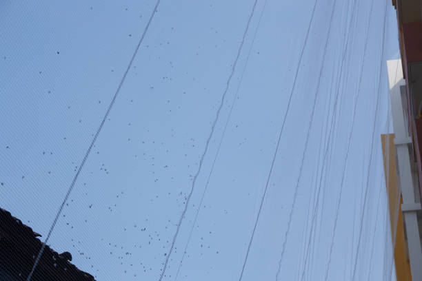 Fishnet for protection bird live in building with sky background