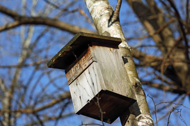 istock A nest box that is attached to the trunk of a tree 2167937835