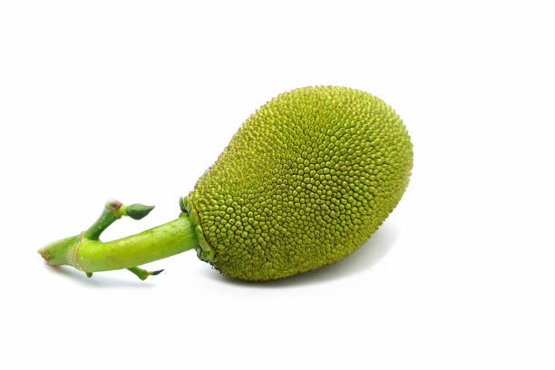 isolated jackfruit fruit on white background. it is a perennial plant. The trunk and branches when wounded have thick white latex. The fruit is a large sum, unripe fruit, green rind, blunt thorns.