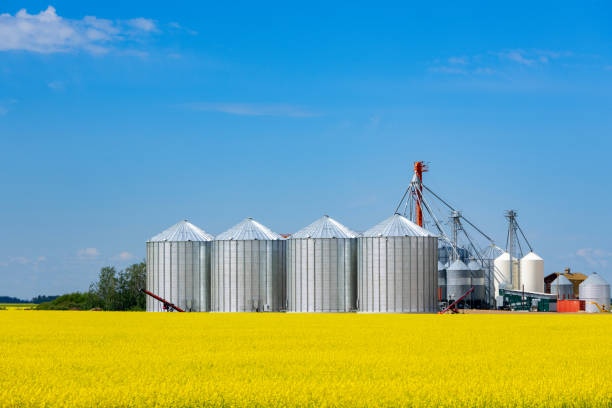 Yellow field of blooming canola and row of silver steel grain storage bins in the background, blue sky in summer prairies.