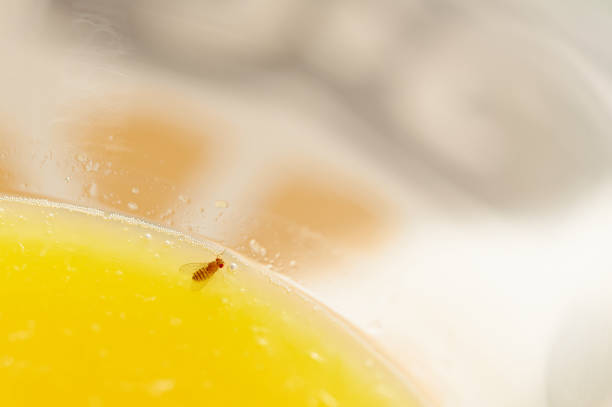 Fruit fly on the rim of a glass of orange juice. Useful photo for scientific research and educational materials.