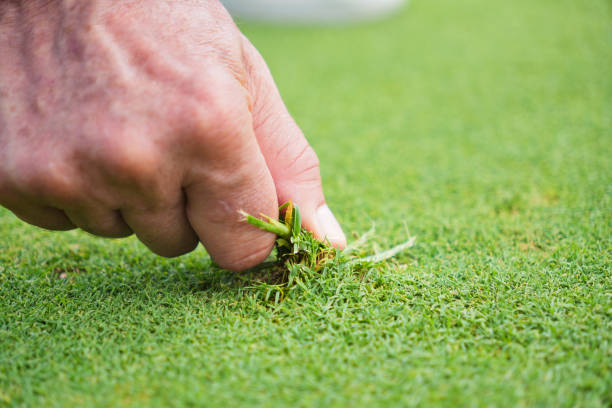 istock A man is pulling up a piece of grass from the ground 2167944617