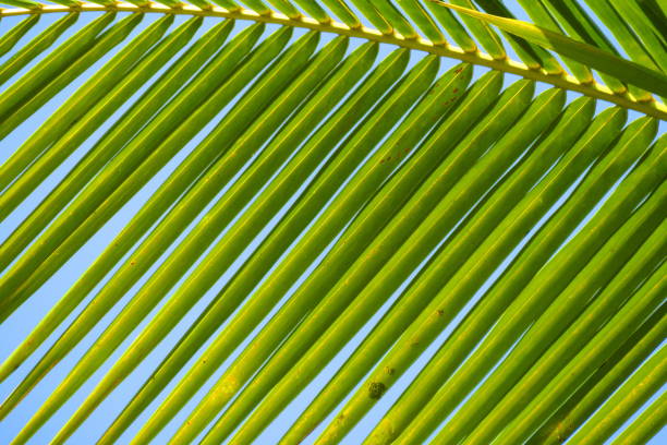 Tropical Scene, Plants, Trees