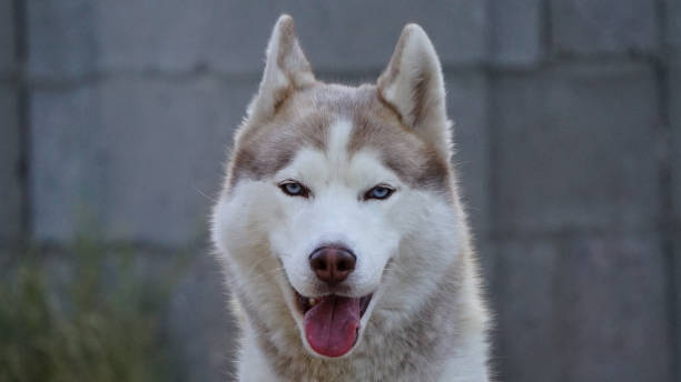 istock Siberian Husky Dog Smiling 2167946206