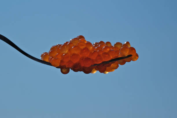 Atlantic salmon eggs were taken from a female, fertilized, then placed in incubators in-stream to help recover salmon populations.