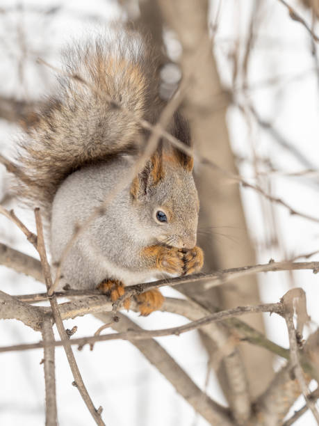 istock The squirrel with nut sits on tree in the winter or late autumn. 2167949354