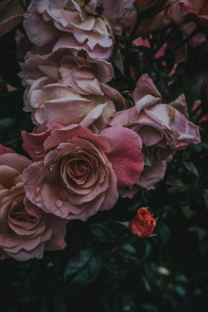 Pink Roses with rain drops