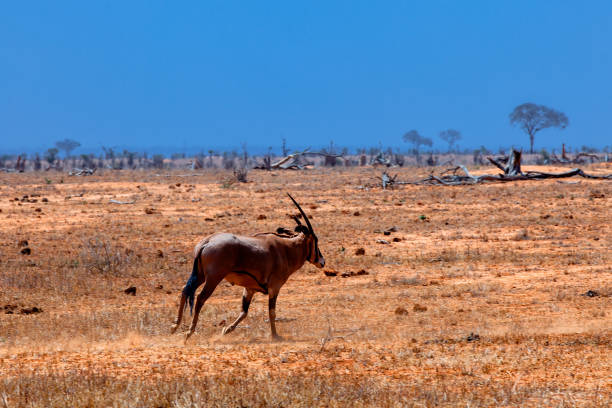 An oryx (Gemsbok) with a broken horn is running in the wild.