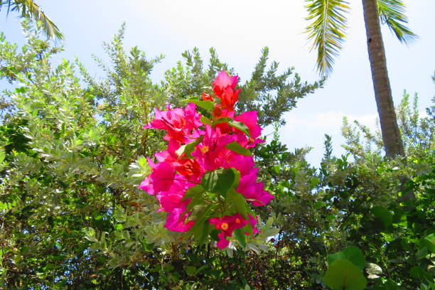 istock Beautiful Bougainvillea and other Tropical Trees 2167951465