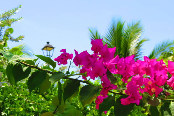 Caribbean tropical scene featuring Bougainvillea vines