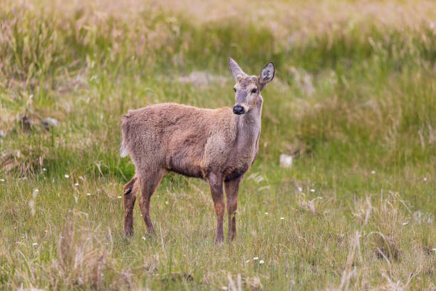Chilean Huemul, a Southern Andean deer which lives in the south of Chile. Chilean Huemul, a Southern Andean deer which is an endangered mammal that lives in the Andes mountain range. Its fur is thick, dense and brown. The huemul is part of the national coat of arms of Chile. carretera austral chile stock pictures, royalty-free photos & images
