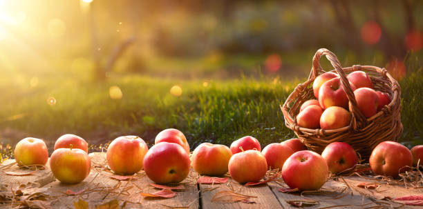 istock Apples in a Basket Outdoor. Sunny Background 2167954675