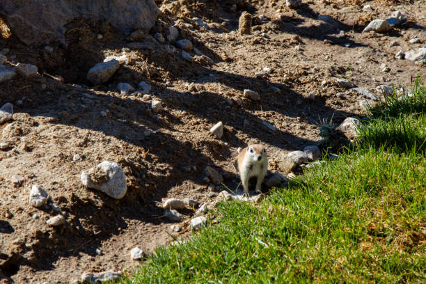 La ardilla antílope de cola blanca (Ammospermophilus leucurus) es una especie diurna de ardilla terrestre, clasificada científicamente en el orden Rodentia y la familia Sciuridae, que se encuentra en regiones áridas del suroeste de Estados Unidos y la península de Baja California, en el noroeste de México.