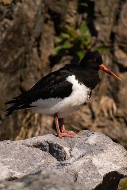 istock Eurasian oystercatcher (Haematopus ostralegus) in the summer 2167956034