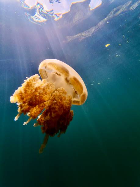 istock Golden Jellyfish with sunbeams 2167956207
