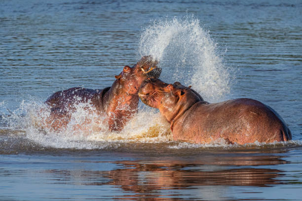This photo was taken in Zambia and captures the intense moment of two hippos fighting in the water. The hippos open their mouths, attacking each other, with water splashing around, showcasing their immense strength. The sunlight reflects off the hippos' skin, as the forceful fight creates waves on the otherwise calm water surface. The entire scene is filled with tension and dynamism, illustrating the sudden and powerful confrontations in the wild animal kingdom.