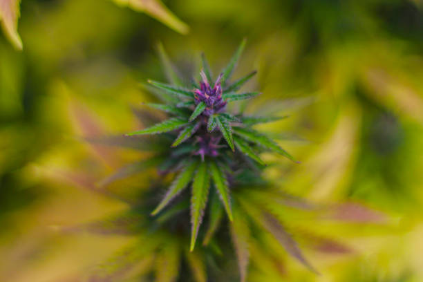 green plants in the park