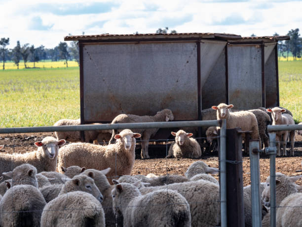 istock Livestock near feed bin 2167958183