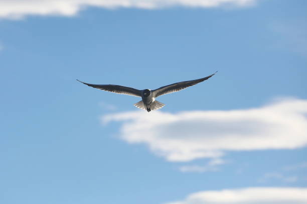 Seagull flying in blue sky, with its wings spread out.