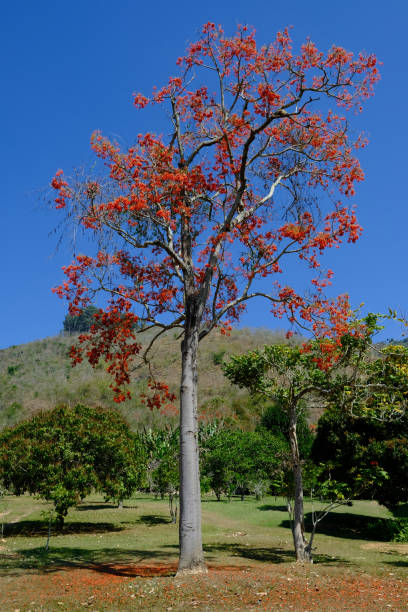 istock Mulungu tree with red flowers 2167958575