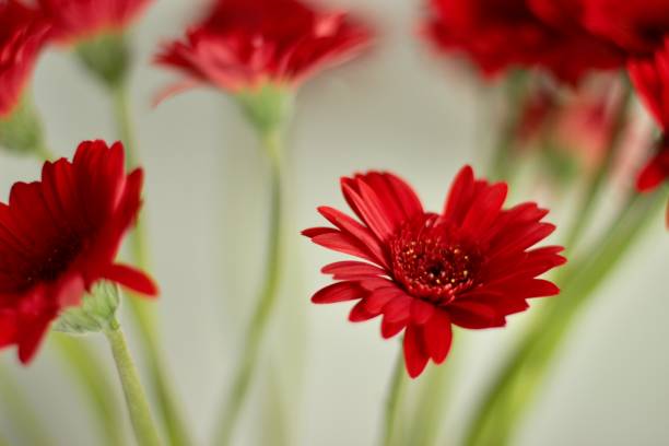 istock Bright red blooming gerbera flowers on a pastel background 2167961108