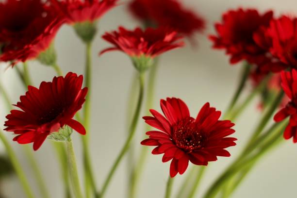 istock Bright red blooming gerbera flowers on a pastel background 2167961148