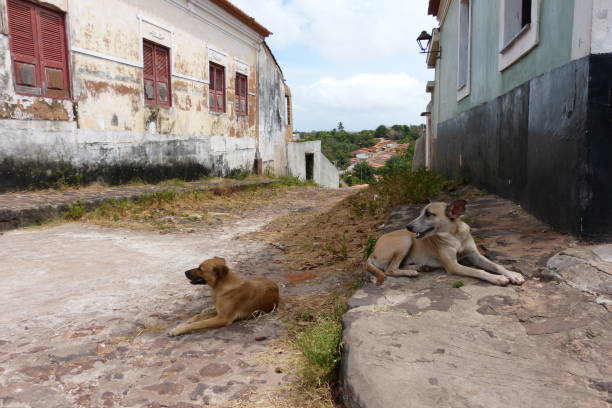 istock Abandoned mixed breed dogs 2167961265
