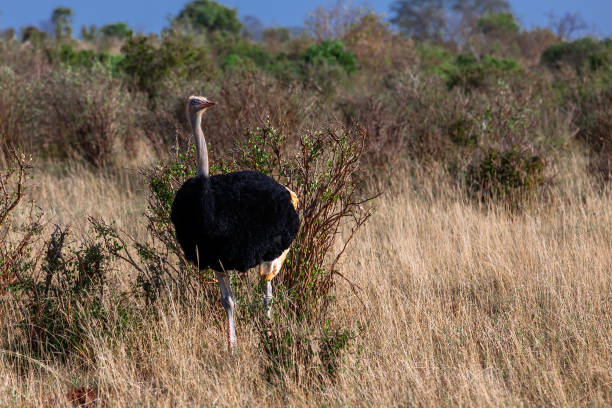 Somali Ostrich in wilderness Somali Ostrich in wilderness somali ostrich stock pictures, royalty-free photos & images