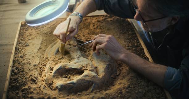 istock Mature archaeologist cleans ancient extinct human or animal bones 2167963171