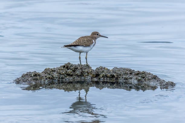Common sandpiper on the rock.