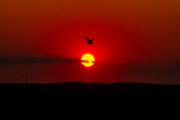Avalon, New Jersey - Birds flying over the Cape May National Wildlife Refuge and Salt Marsh at Sunset