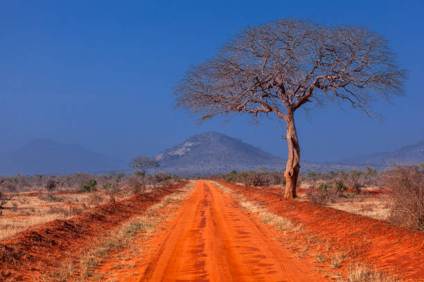 Beautiful red soil and an Acacia tree in Tsavo East National Park. stock photo