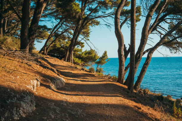 pine forest by the sea