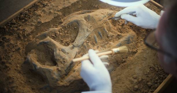 Archaeologist cleans prehistoric human or animal bones Archaeologist cleans prehistoric human or animal bones after excavation under lamp using tools and brush, examines ancient fossil remains of dinosaur skeleton. Scientist works in archaeological lab. fossil stock pictures, royalty-free photos & images