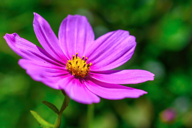 Single purple cosmos flower and cosmos bud South Africa