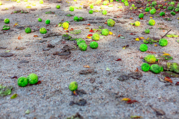 Tennis ball on clay court.
