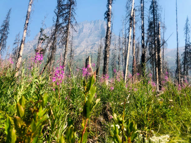 istock Flowers in Glacier National Park 2167965989