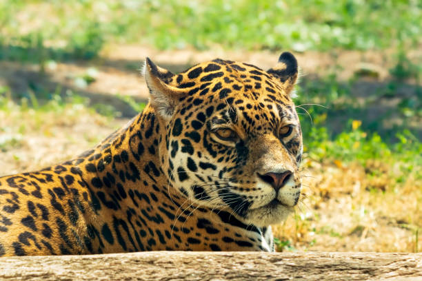 istock Jaguar close-up. Panthera onca is a large cat species 2167967000