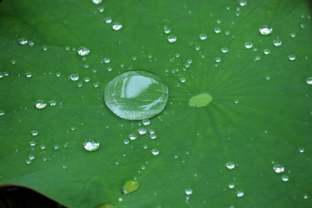 istock Water droplets on a lotus leaf (Hasuike Park, Tosa City, Kochi Prefecture) 2167968104