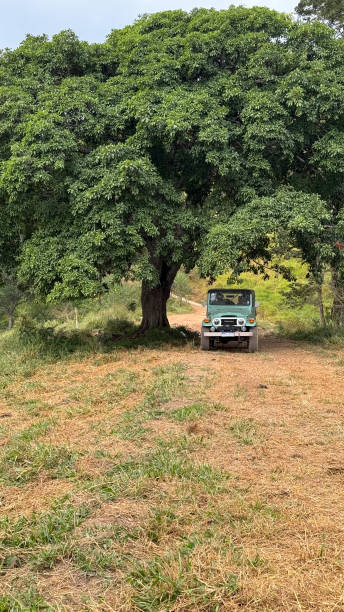 istock picture of a vintage 4wd under a majestuous tree 2167969249